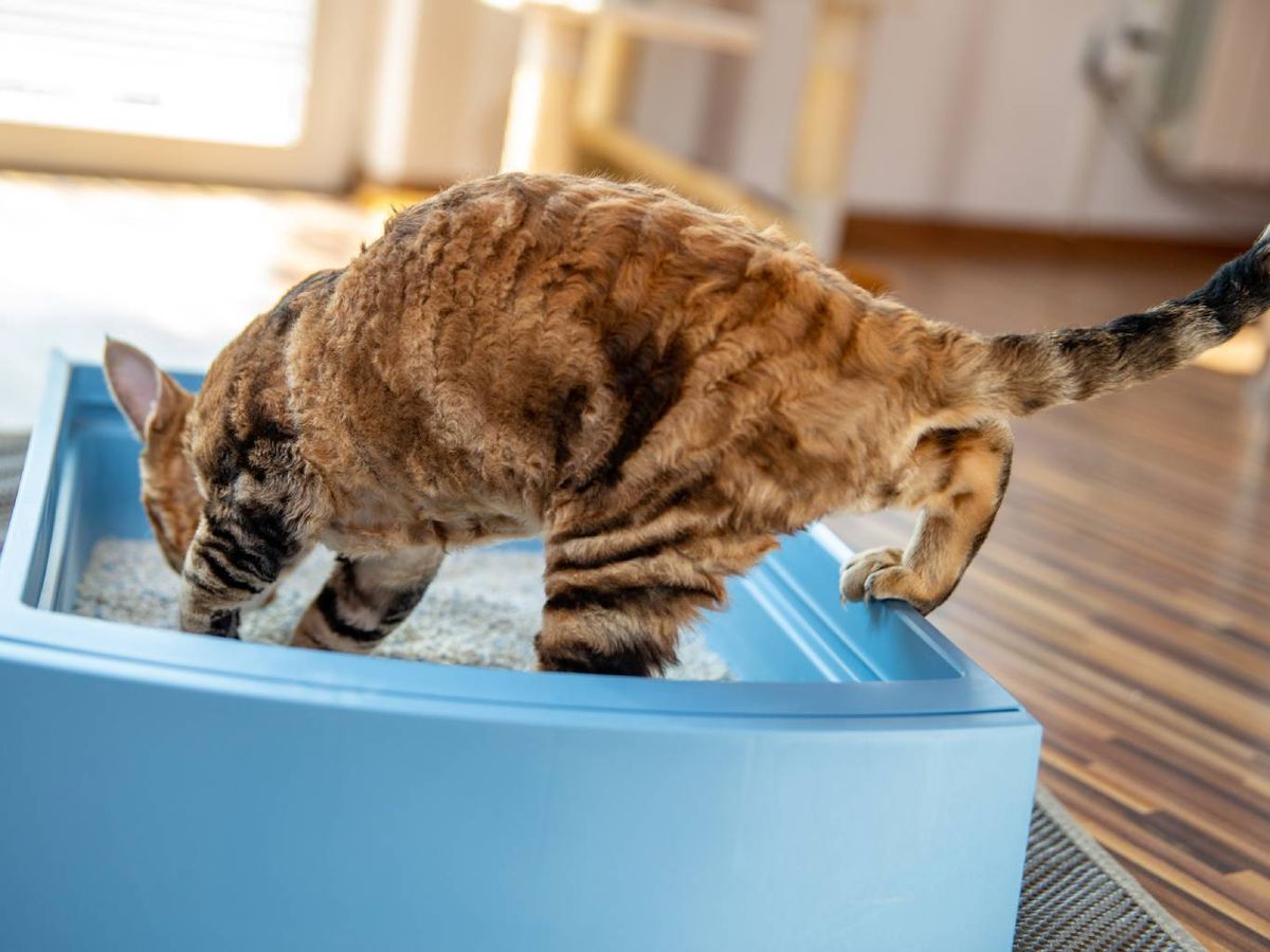 Enseñar a un gato a usar correctamente el arenero requiere paciencia y las técnicas idóneas.
