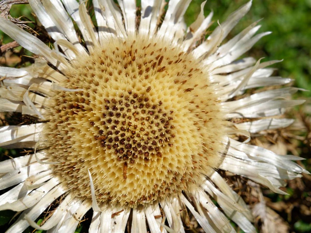 Carlina acaulis.