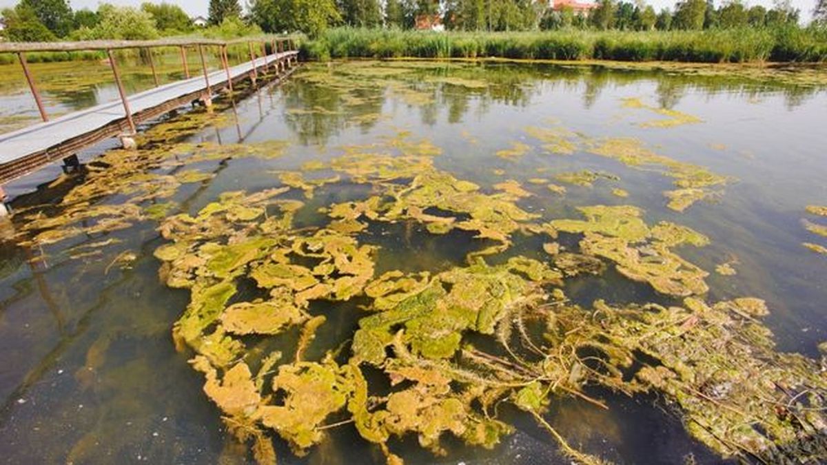 eutrofizacion una amenaza de los pastos marinos