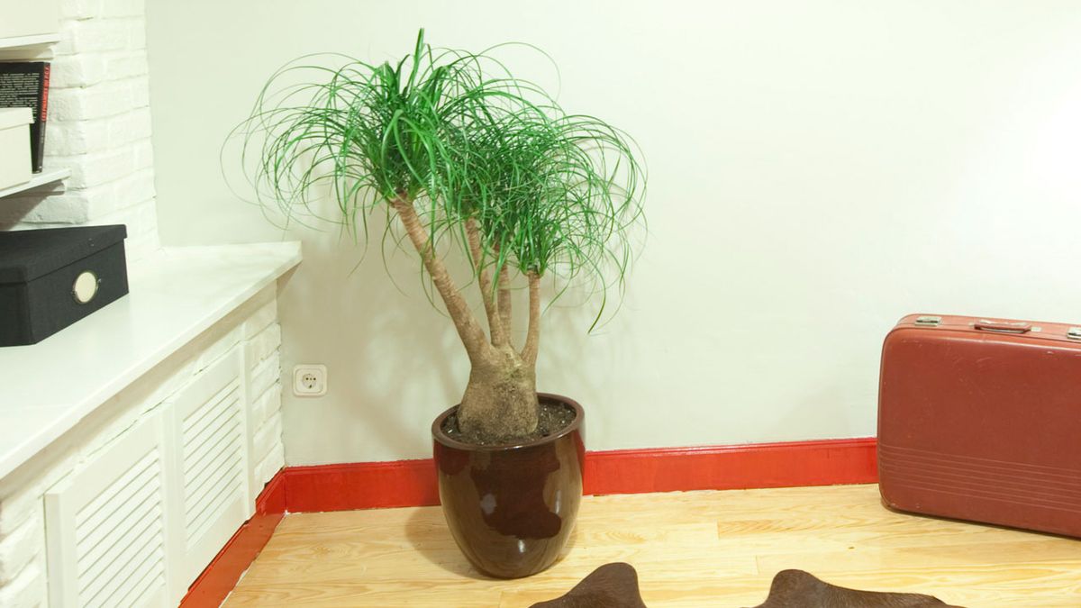 Trasplantar beaucarnea