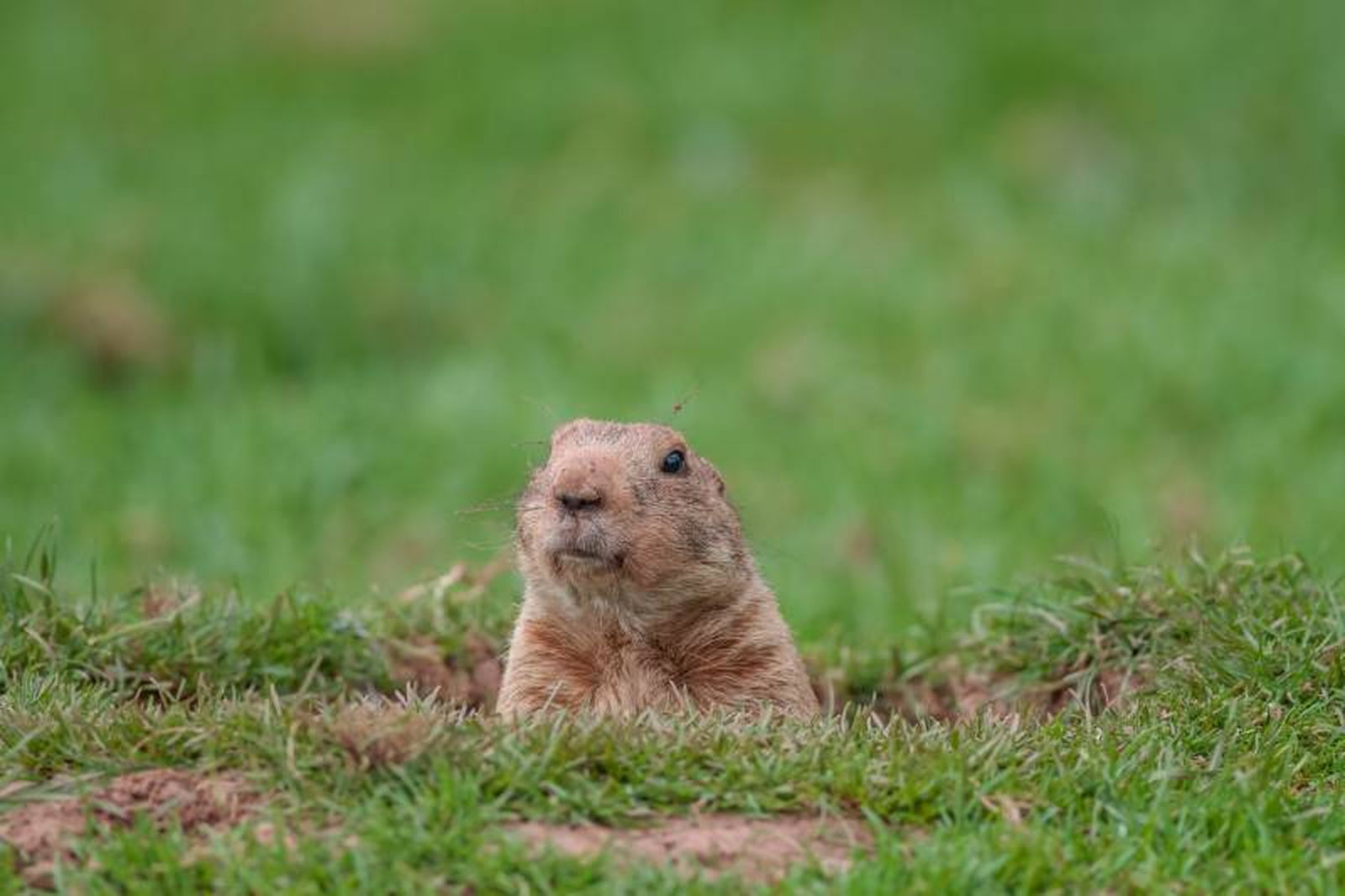 Las marmotas son animales herbívoros y su dieta está compuesta principalmente por hierbas.