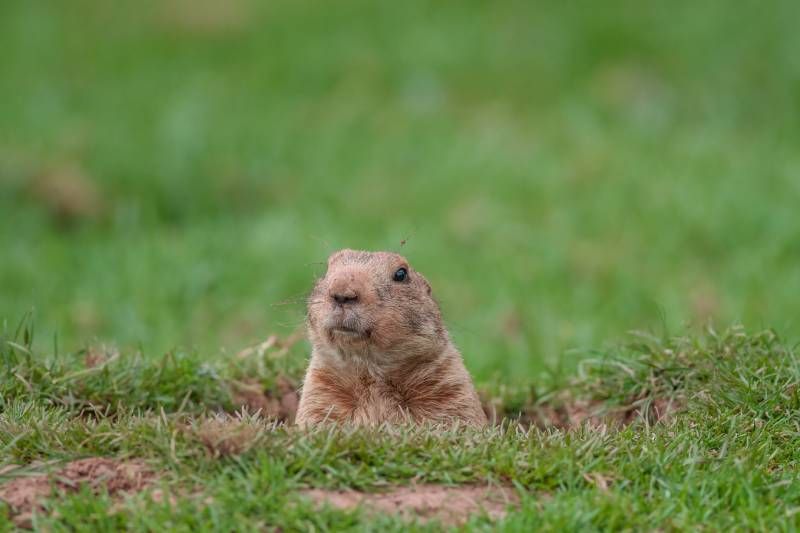 Las marmotas son animales herbívoros y su dieta está compuesta principalmente por hierbas.