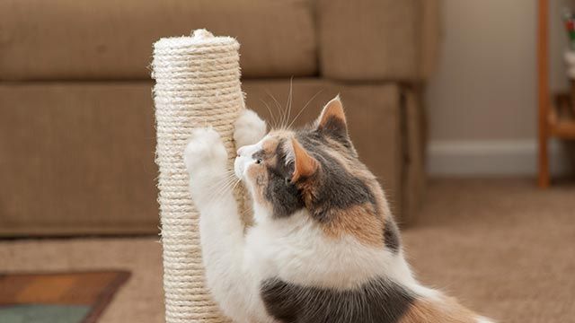 gato con  rascador