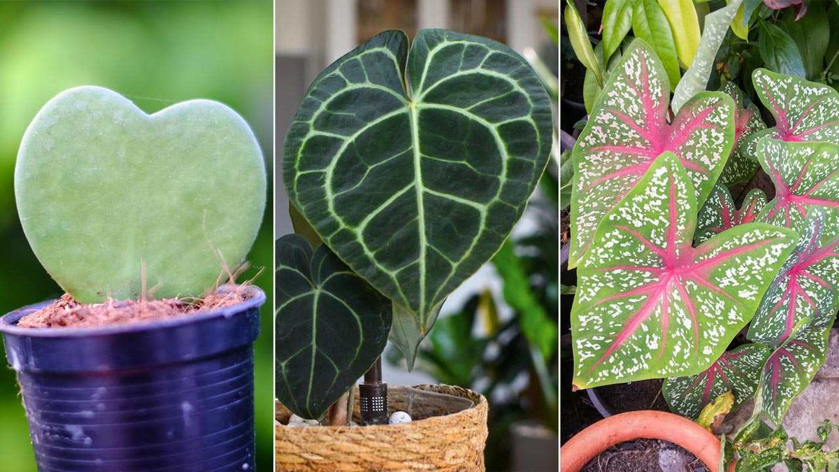 Las plantas con hojas en forma de corazón añaden un toque extra a la decoración.