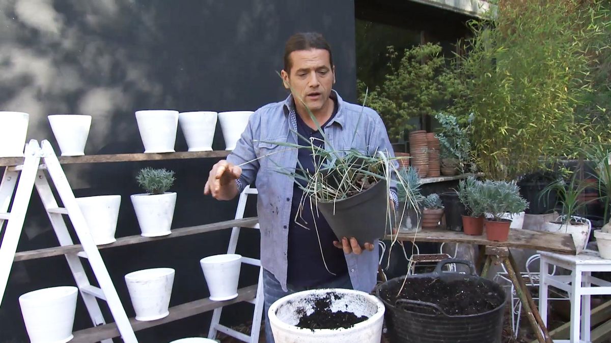 Deco732 jardineria graminea