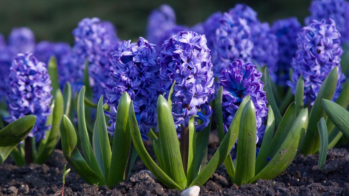 bulbo jacinto plantar otono