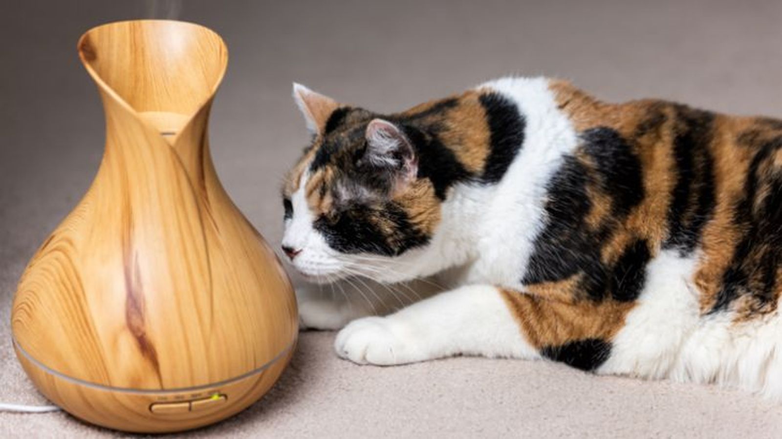 aromaterapia en gatos 4
