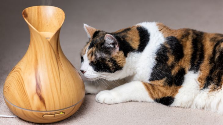 aromaterapia en gatos 4