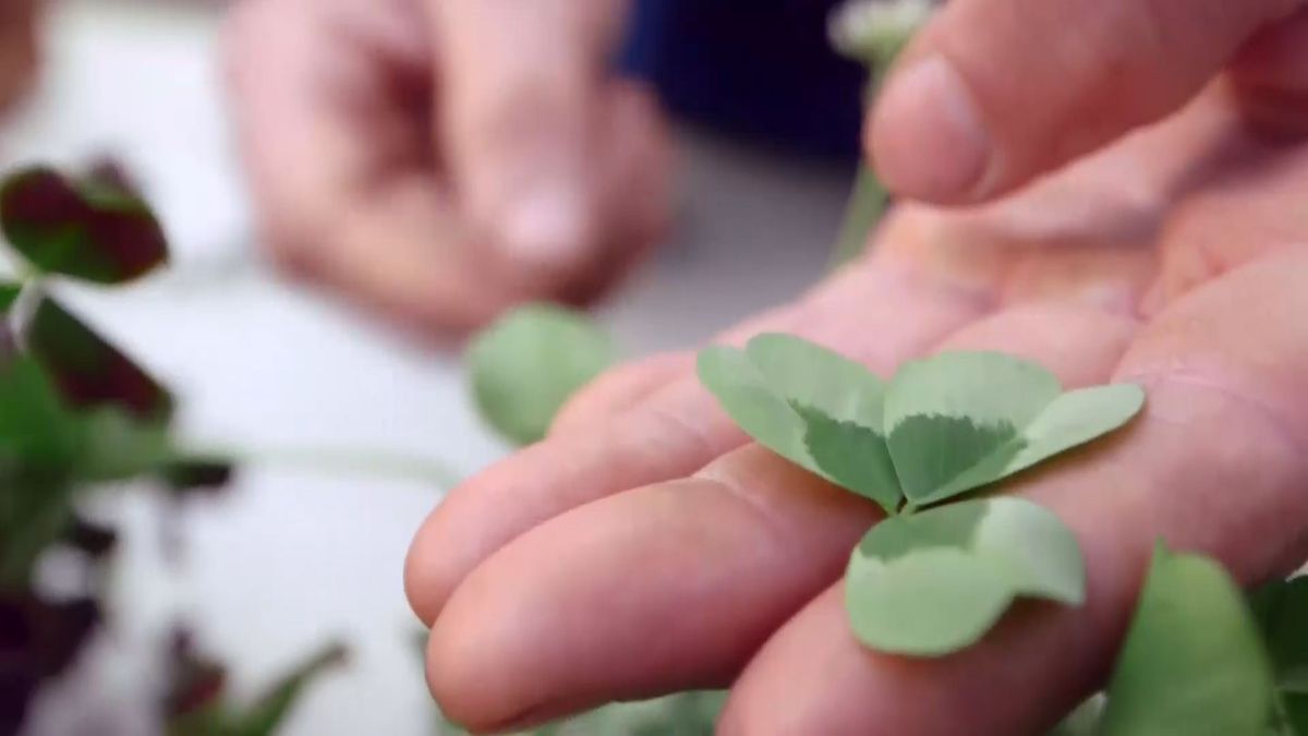 brico 949 3 treboles ornamentales variedad verde claro