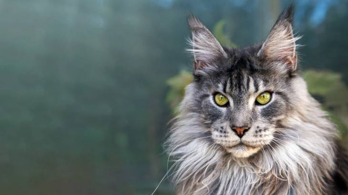 El Maine Coon es uno de los gatos más bonitos del mundo