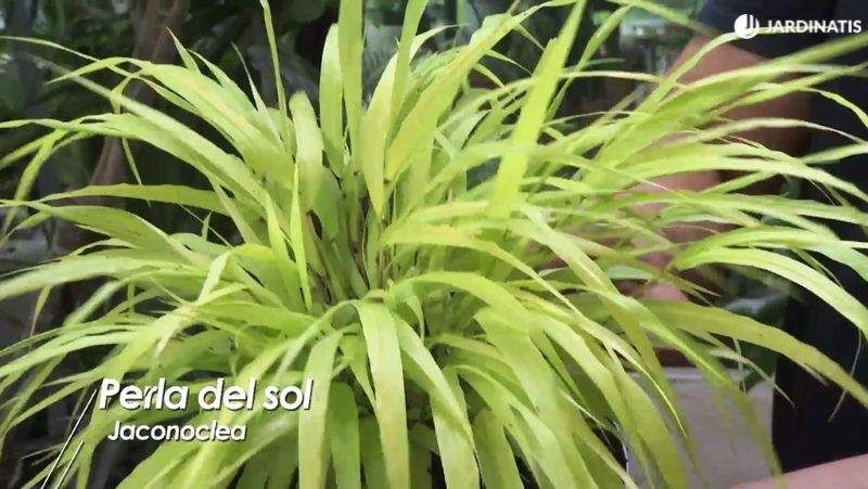 La Jaconoclea o Perla del sol