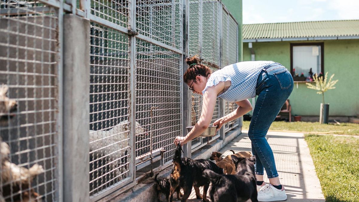 cosas donar refugio animales 4