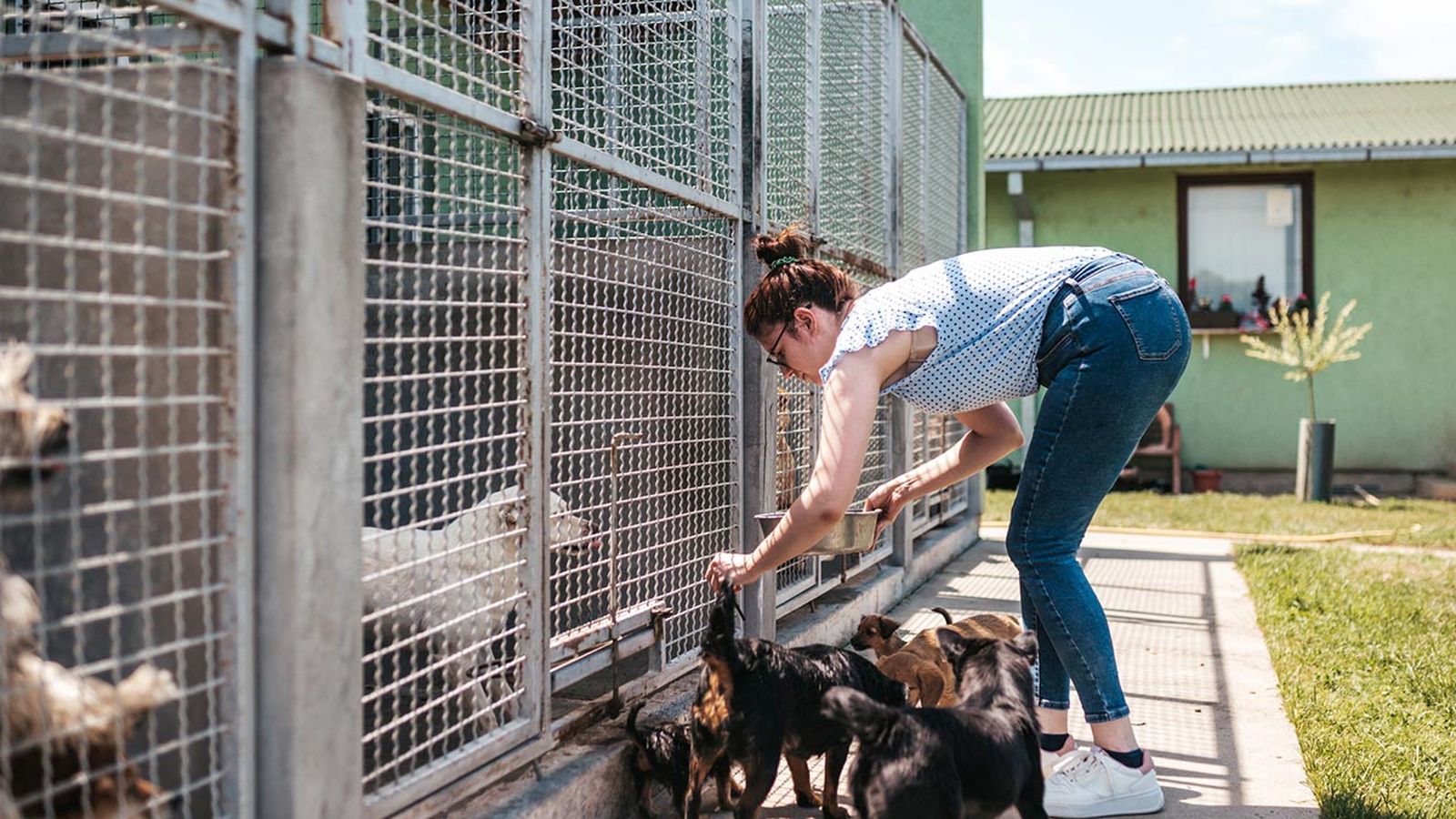 cosas donar refugio animales 4