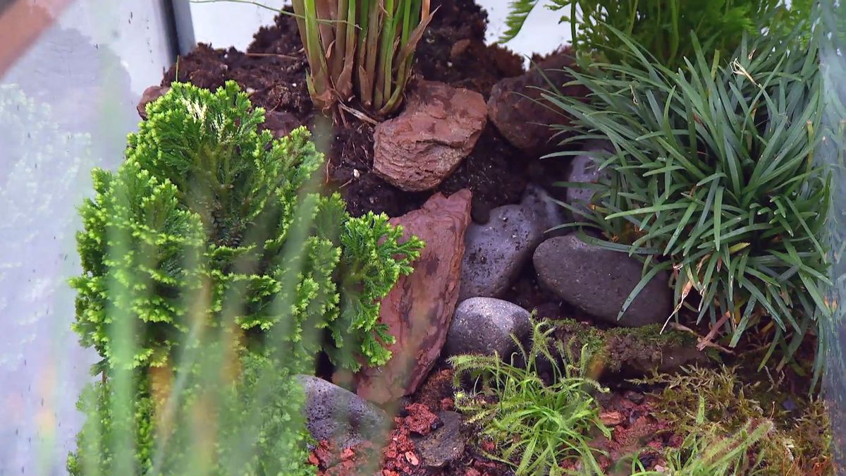 brico 881 3 humedal pecera xl