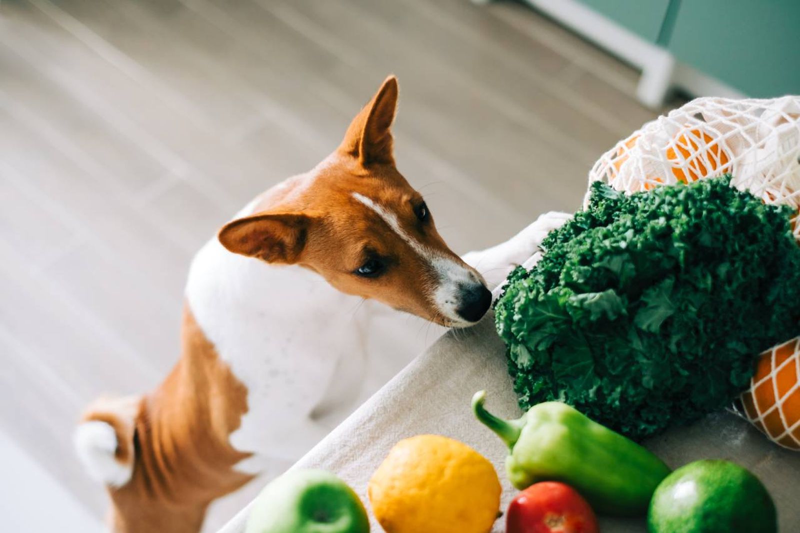 La alimentación vegana para perros es un tema que genera debate.