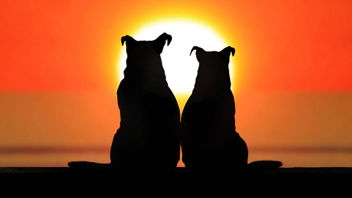 Demuestran afecto y apego a través de comportamientos que fortalecen sus relaciones.