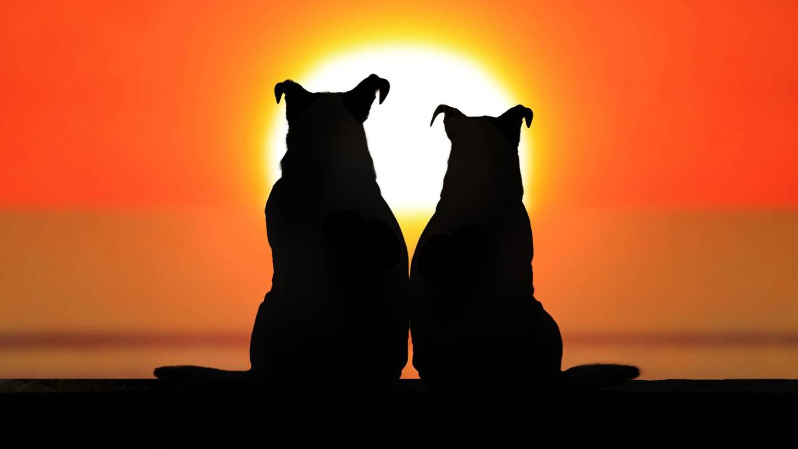 Demuestran afecto y apego a través de comportamientos que fortalecen sus relaciones.