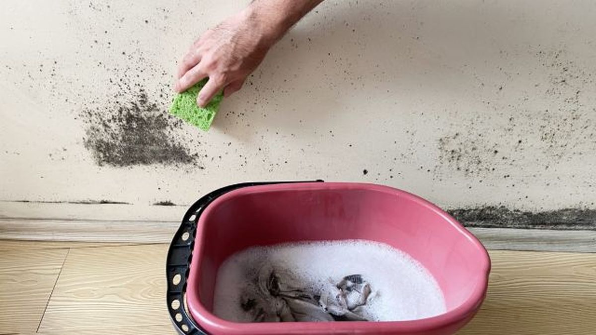 limpiar pared con moho