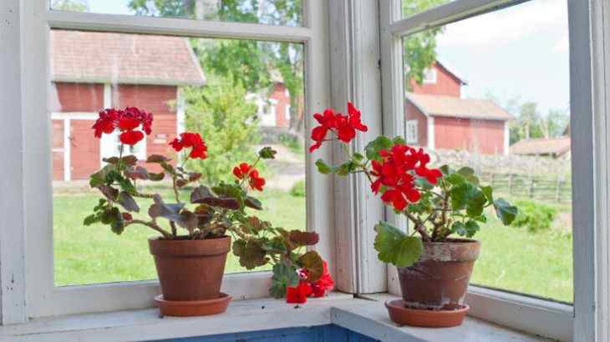 ROJA008_Cuidados del geranio