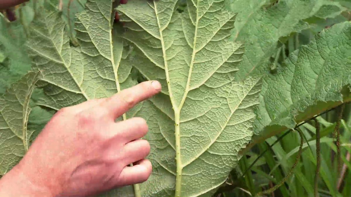 deco 696 jardineria plantas vivaces hoja grande gunnera enves