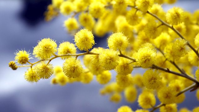floracion amarilla acacia dealbata