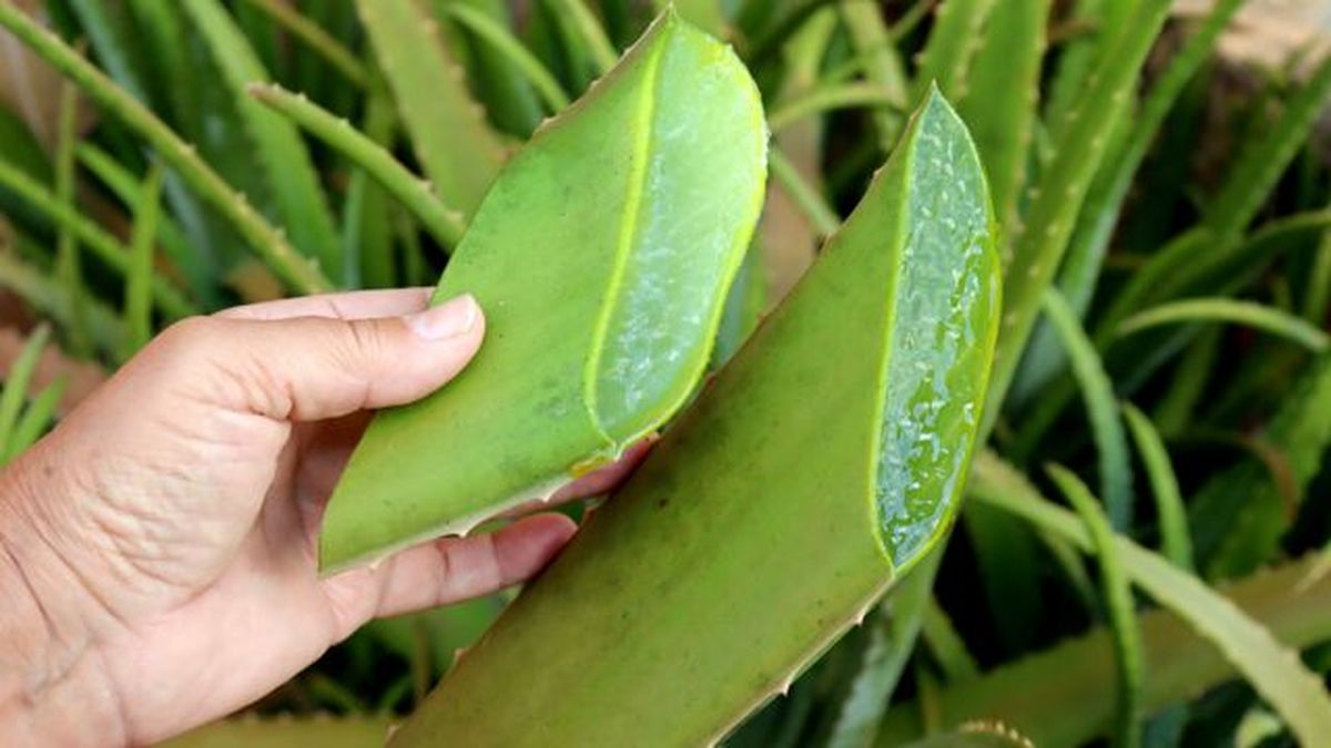 hojas del aloe reservas de agua