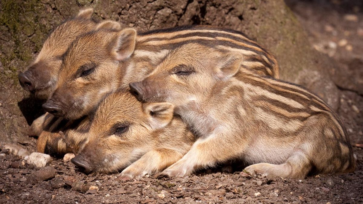 mejores abrazos mundo animal 10