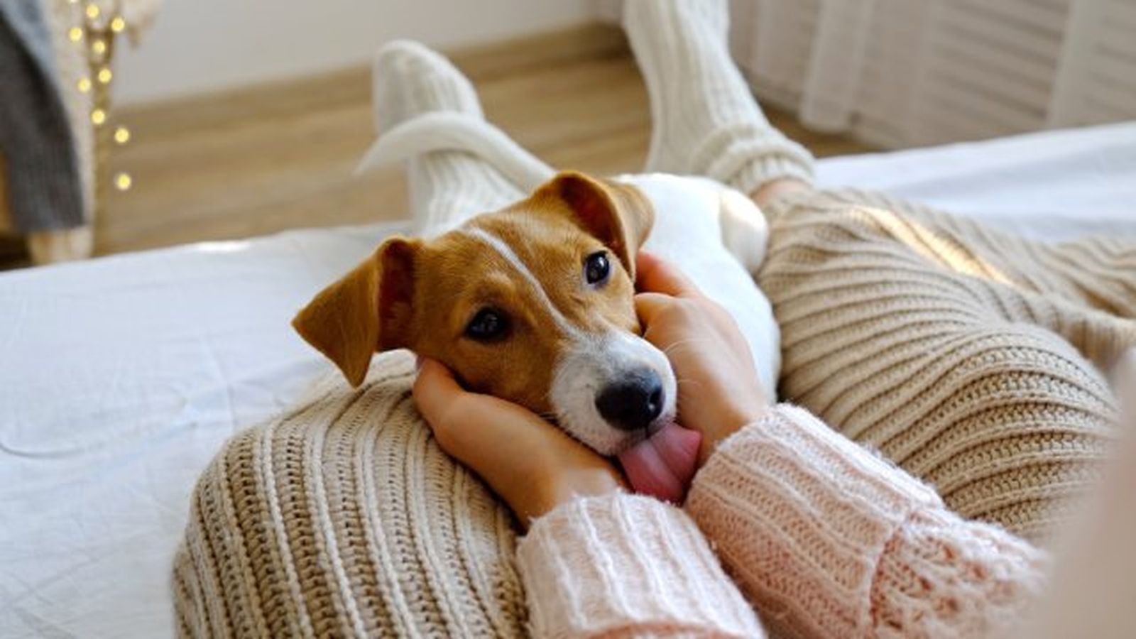por que lamen los perros 7