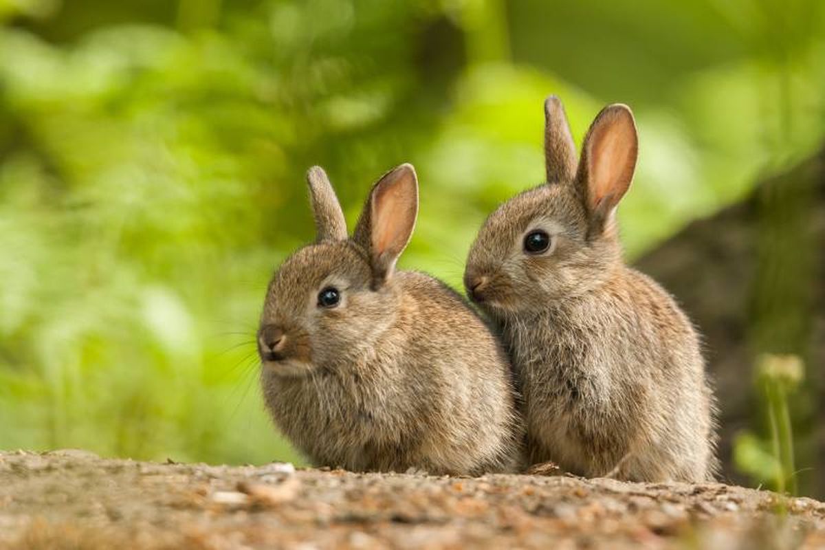 El conejo común o europeo se alimenta por la noche y permanece en su madriguera durante el día