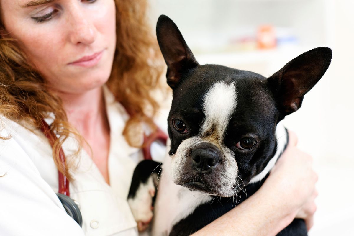 mascotas perros problemas corazon salud