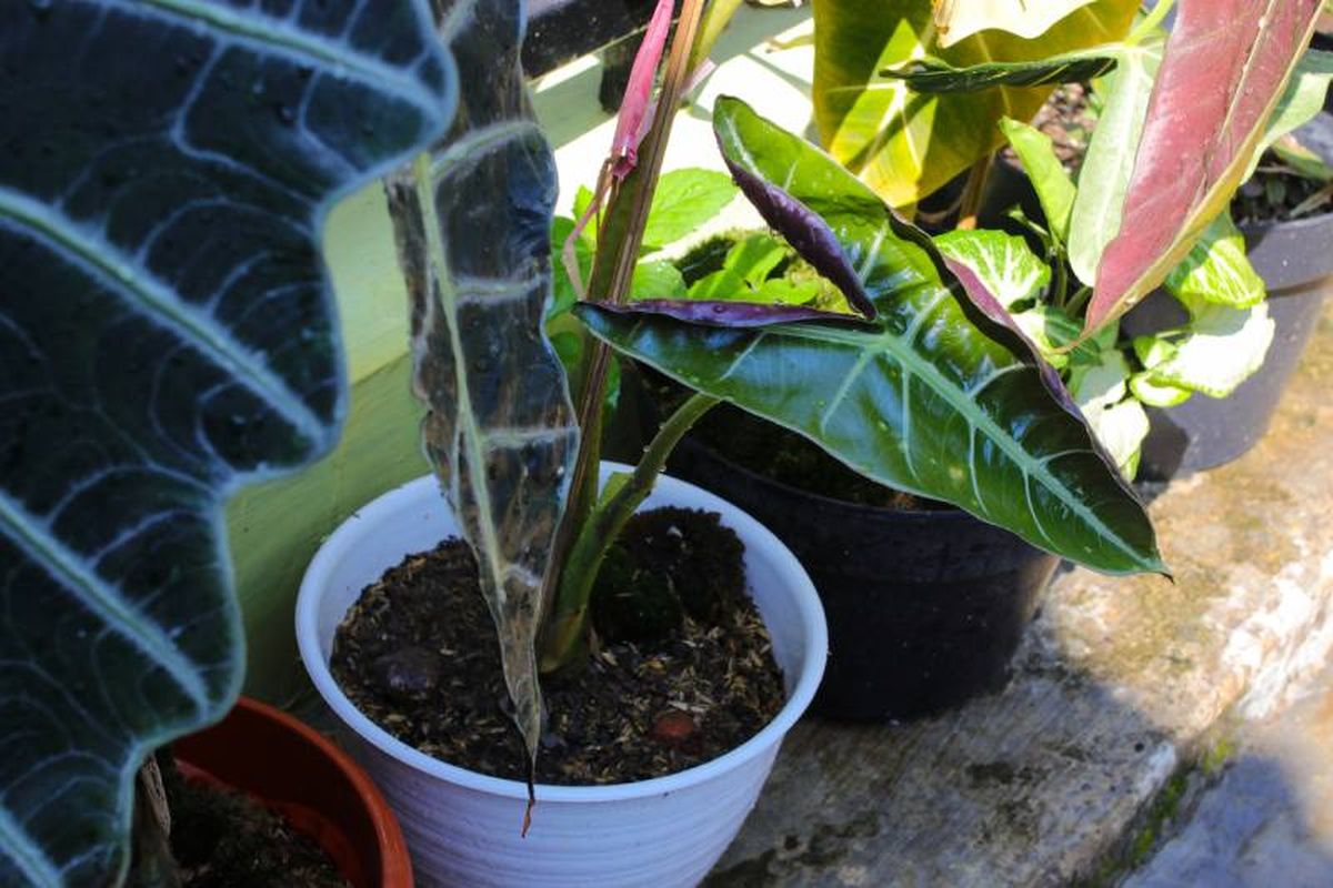Las alocasias prosperan en temperaturas cálidas