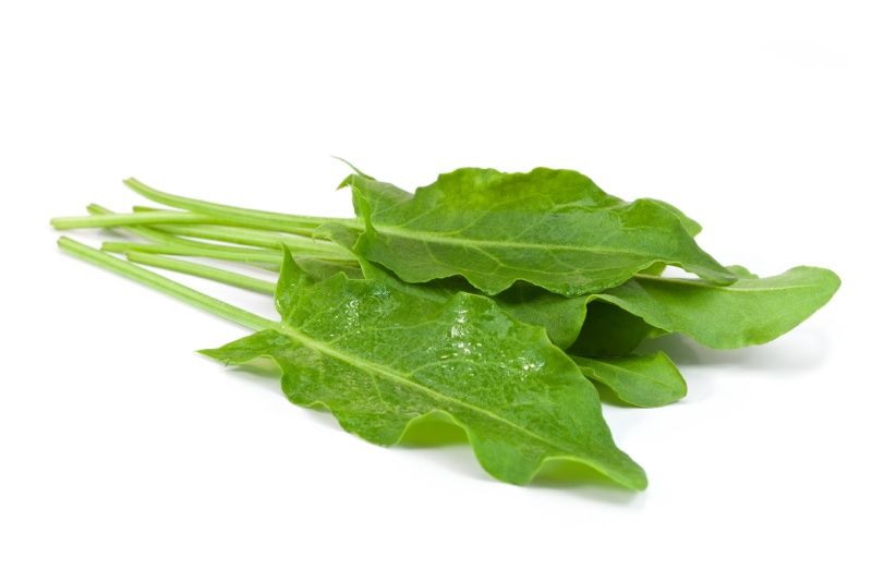Hojas de Rumex acetosa