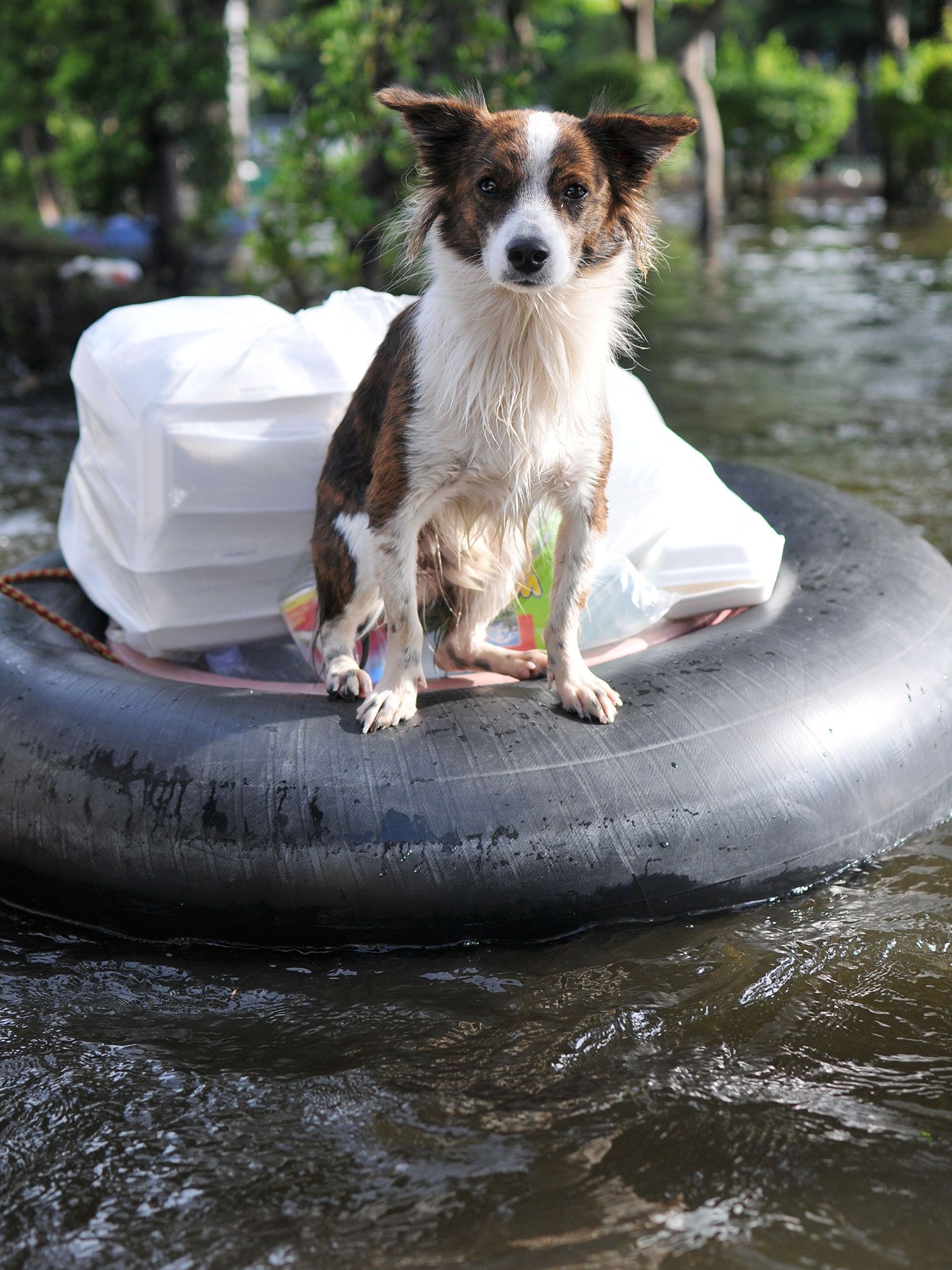 proteccion animales desastres naturales