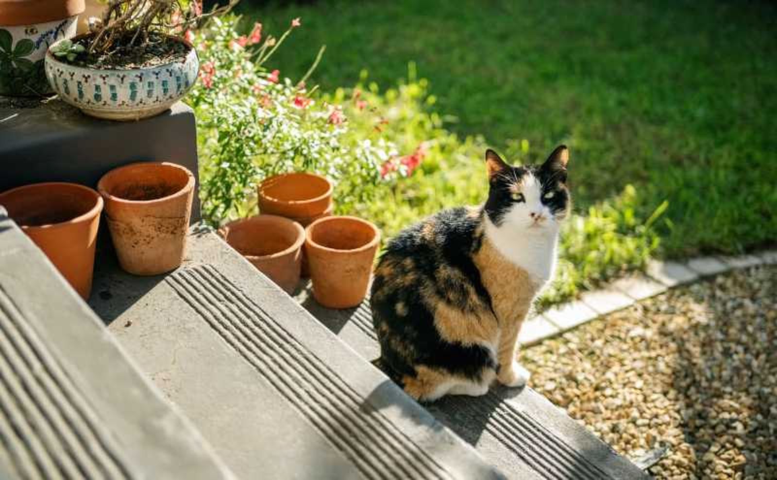 Gata calicó en las escaleras de un jardín.