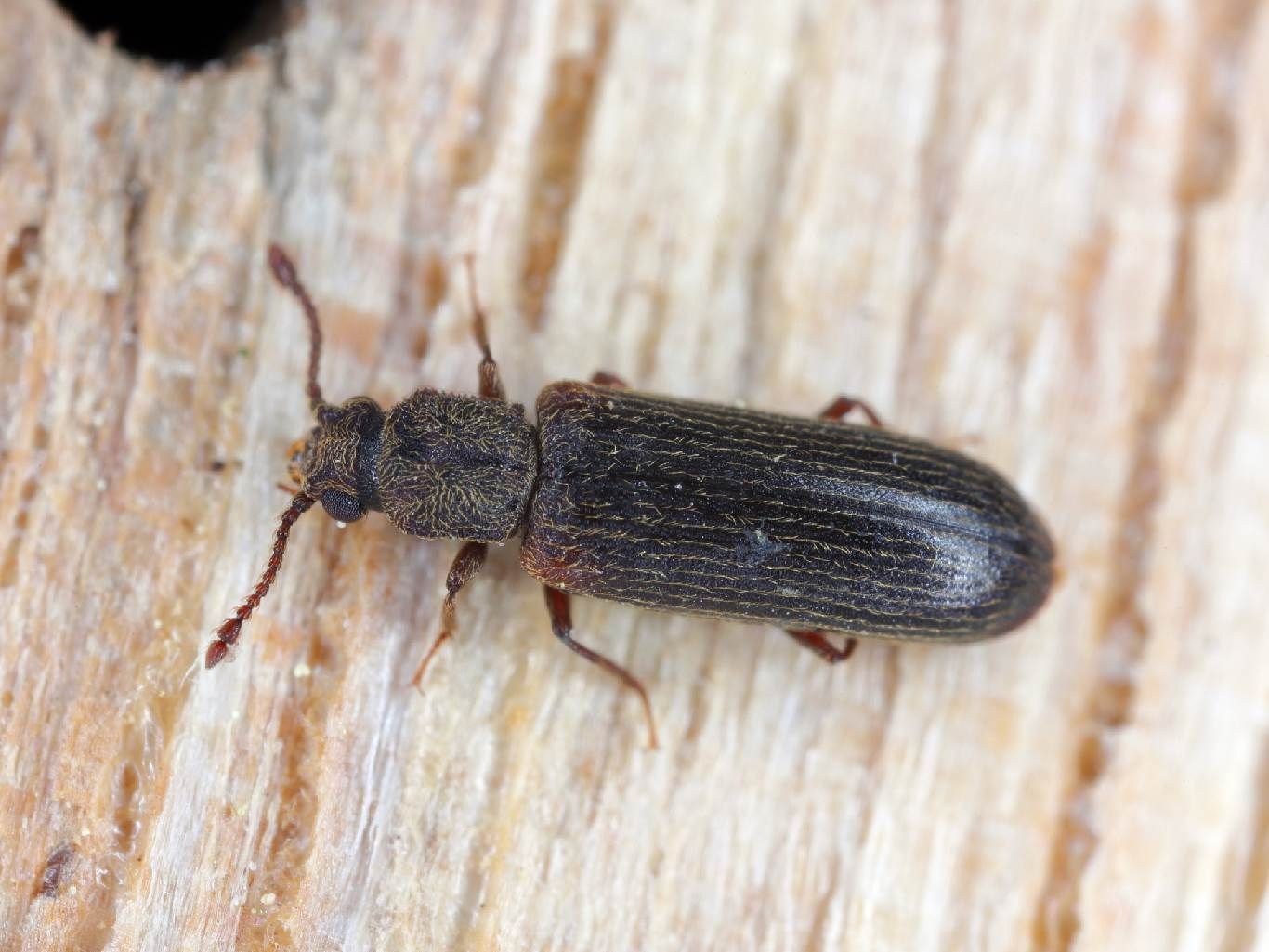 Polilla en la madera