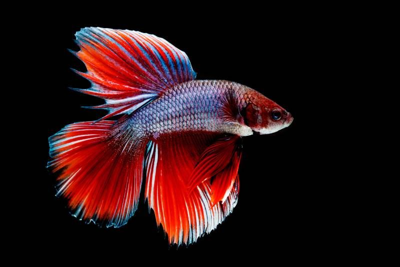 Son muy territoriales, siendo habituales las peleas entre machos.