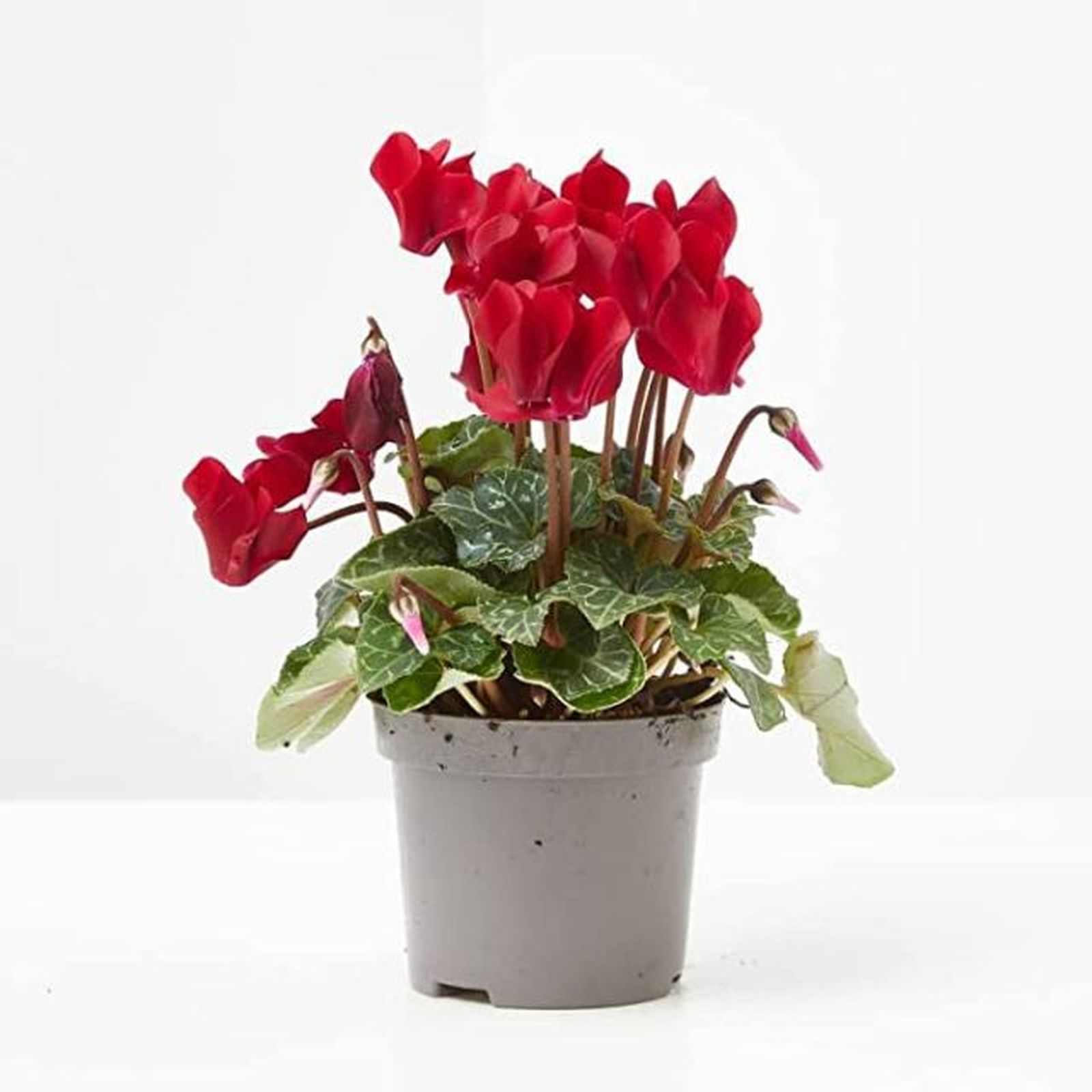 ciclamen planta roja para regalar en navidad