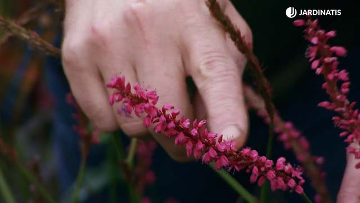 Persicaria amplexicaulis deco 591 jardinatis