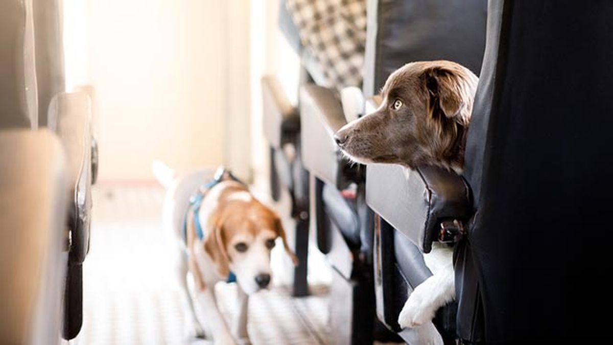perros en tren