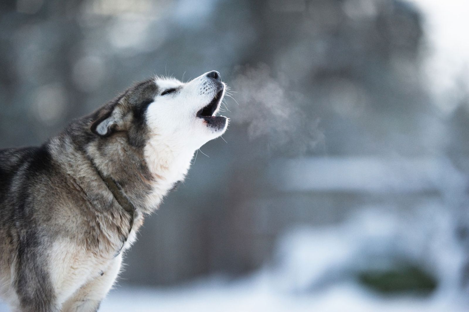 por que aullan los perros malamute