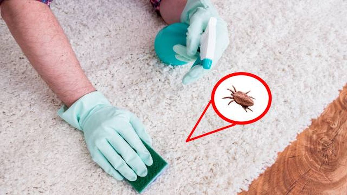 mascotas que hacer si mi perro tiene pulgas medidas higiene casa