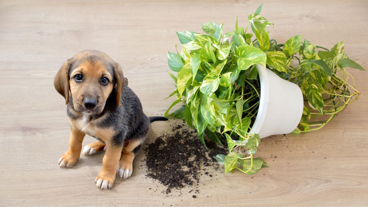 perro jugando con una planta de interior