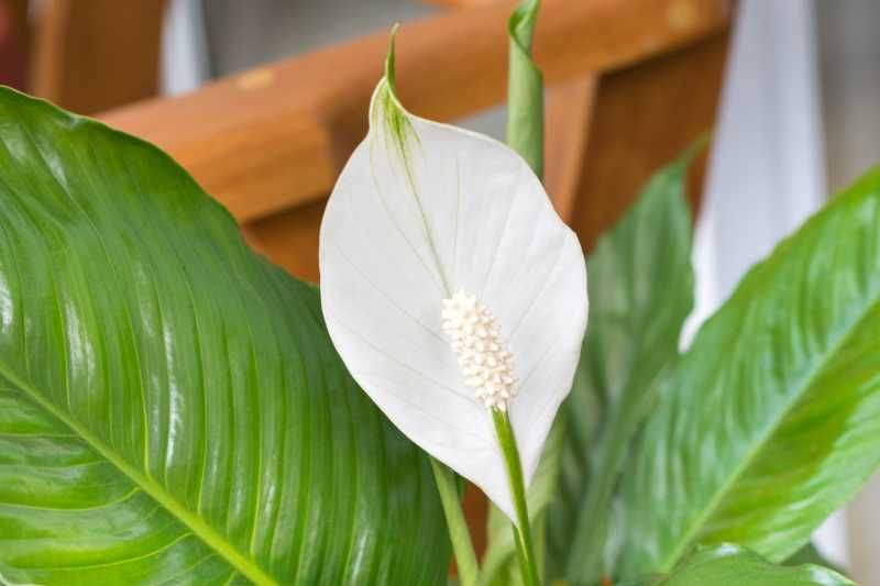 Lirio de la Paz, una planta muy decorativa y con buen olor.
