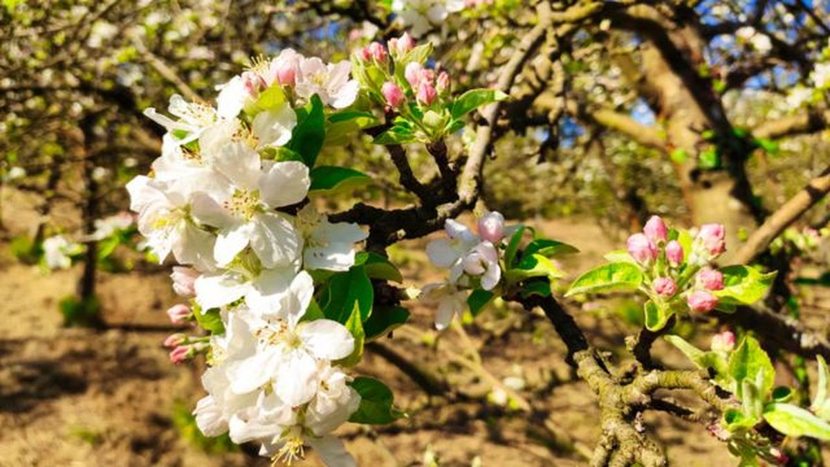 Floración de los manzanos de la Comarca de la Sidra.