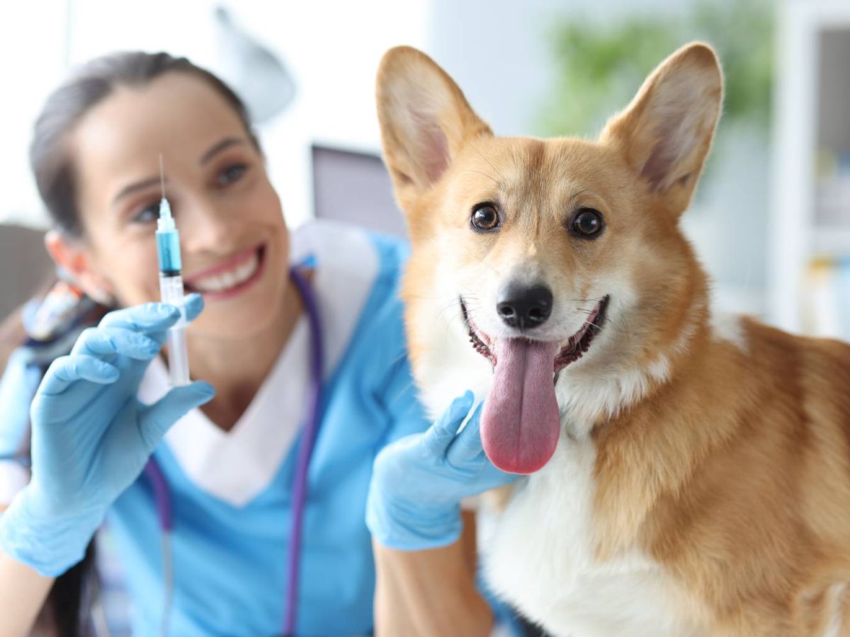 No vacunar a tu perro puede poner en riesgo su salud y la de otros animales.