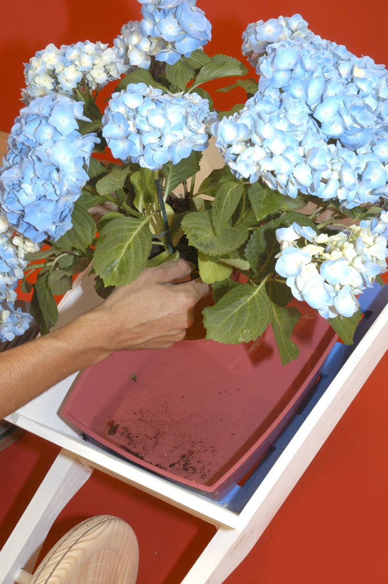 97505 hortensia p01