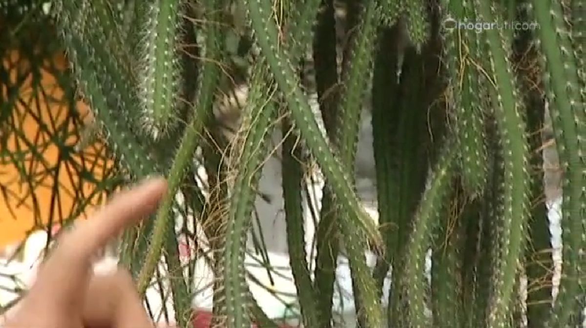 plantas crasas colgantes   Selenicereus Validus