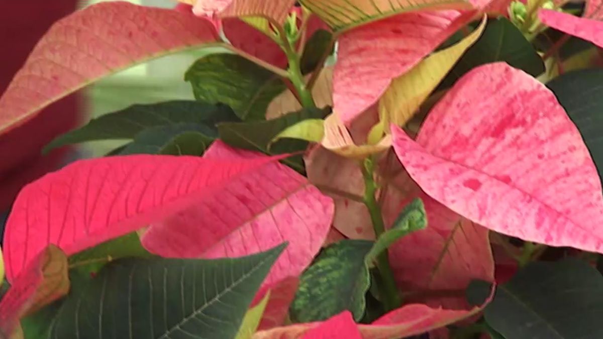 deco 414 variedades flor de pascua 3