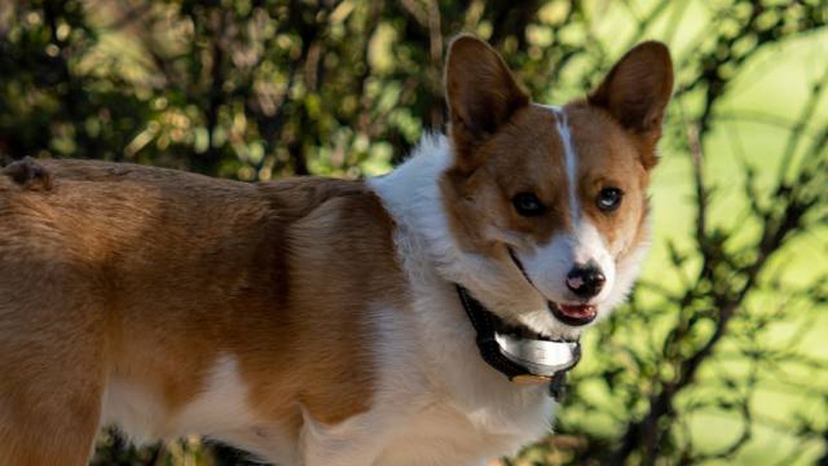 collar electricos impulsos castigo prohibidos ley bienestar animal 2023