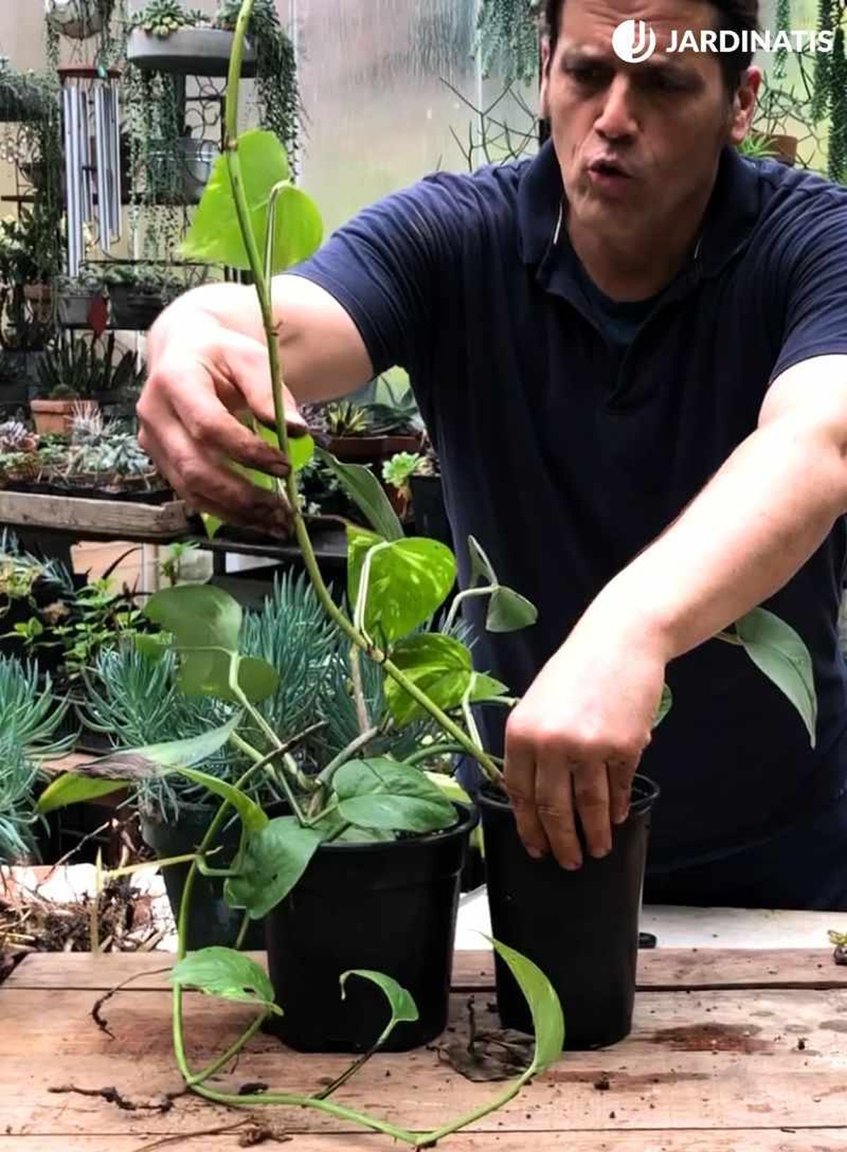 El poto es una planta trepadora